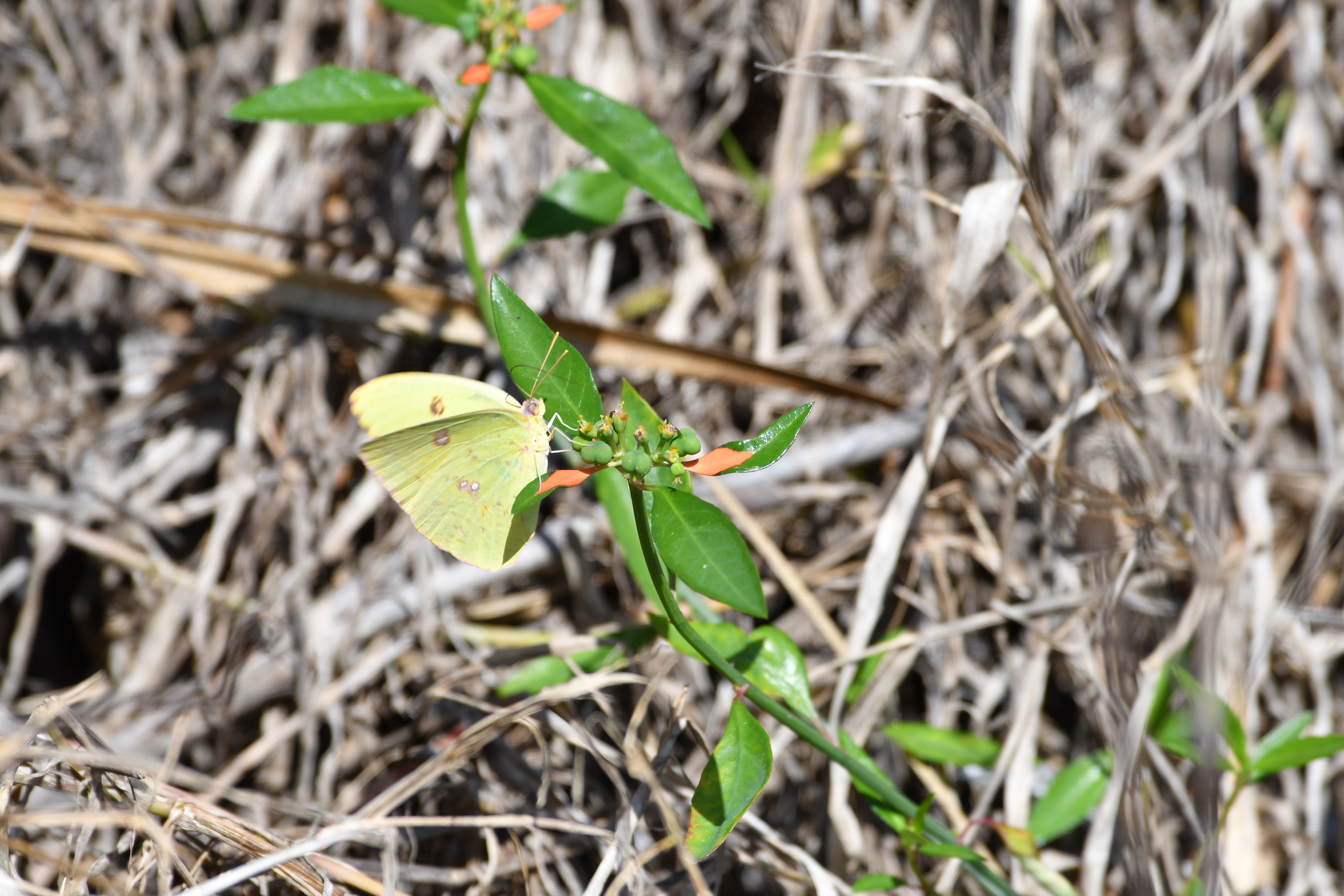 Cloudless Sulphur